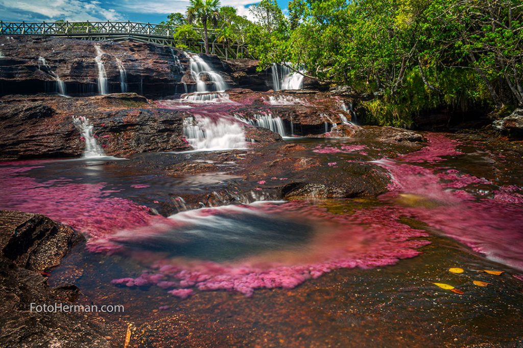 Caño Cristales