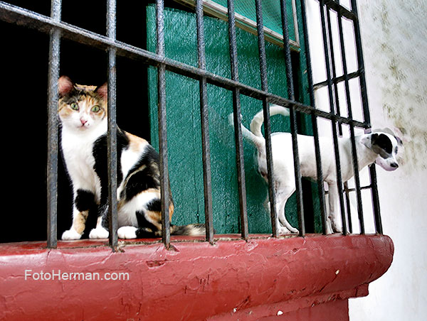 Gato y perro en ventana