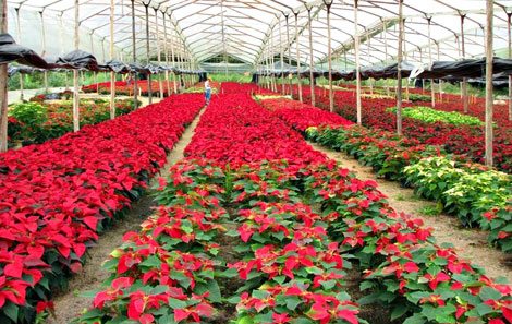 Cultivo de poinsettias