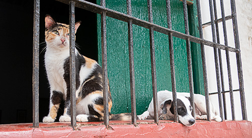 Gato y perro en ventana