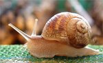 Caracol
