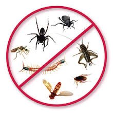 Fumigacion plagas,insectos