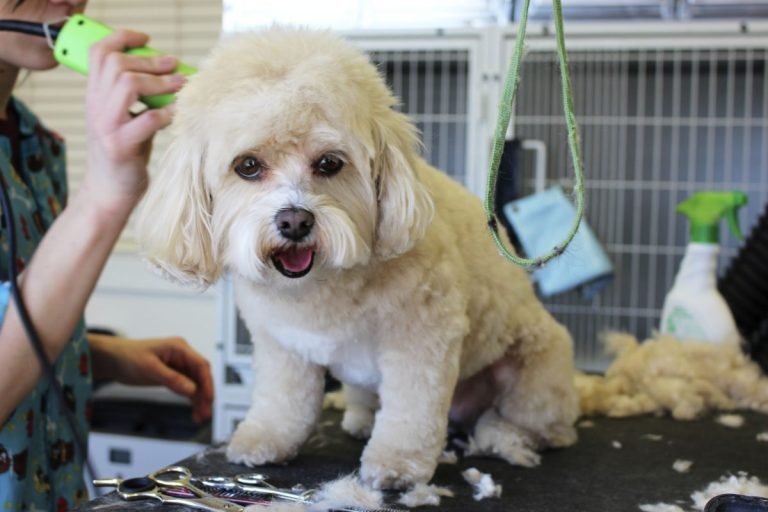 Perro en veterinaria