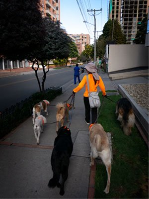 Paseador perros
