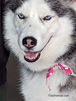Perro lobo