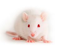 Ratón blanco